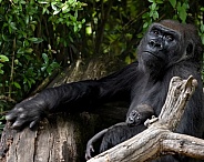 Western Lowland Gorilla