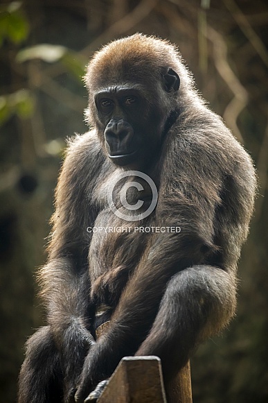 Western Lowland Gorilla