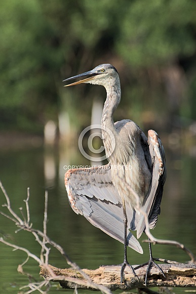 Great blue heron spreading wings