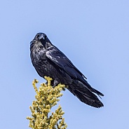 A Common Raven in Alaska