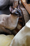 Siamese Domesticated Cat