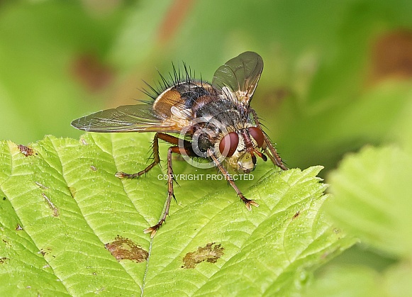Tachanid Fly