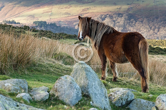 Carneddau Pony