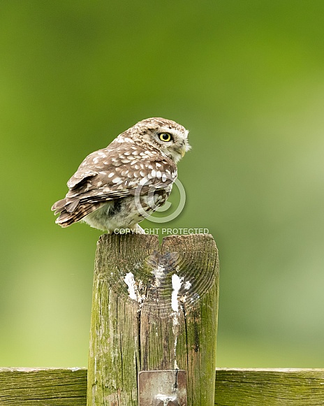 Little Owl Perched