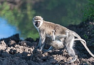 Vervet Monkey mother with baby