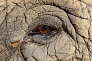 Elephant Eye