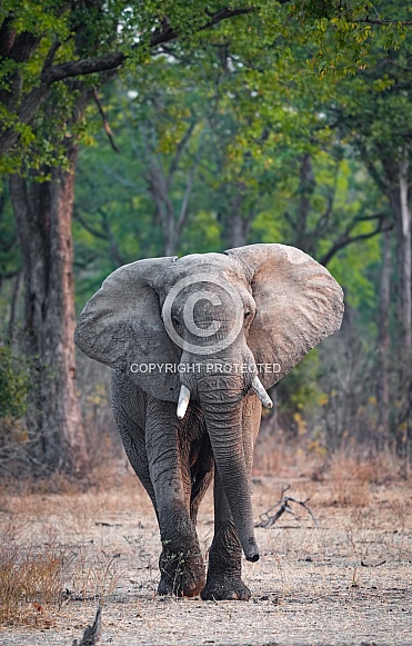 African Savannah Elephant charging
