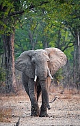 African Savannah Elephant charging