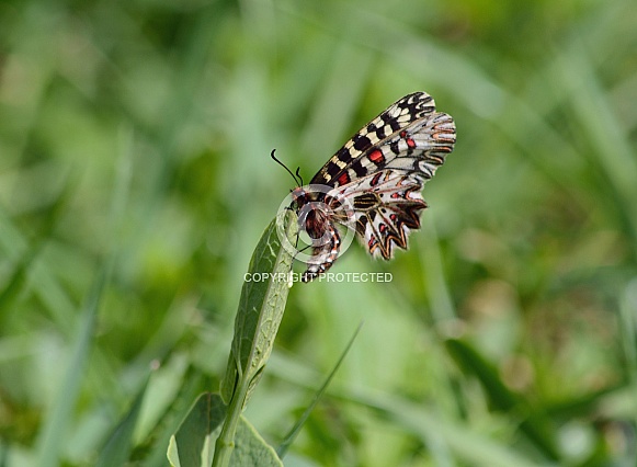 Southern Festoon Butterfly