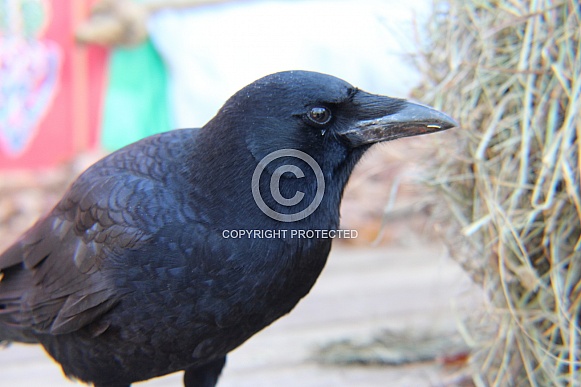 Common Crow Common Crow
