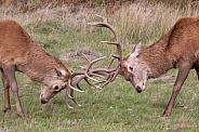 Red deer
