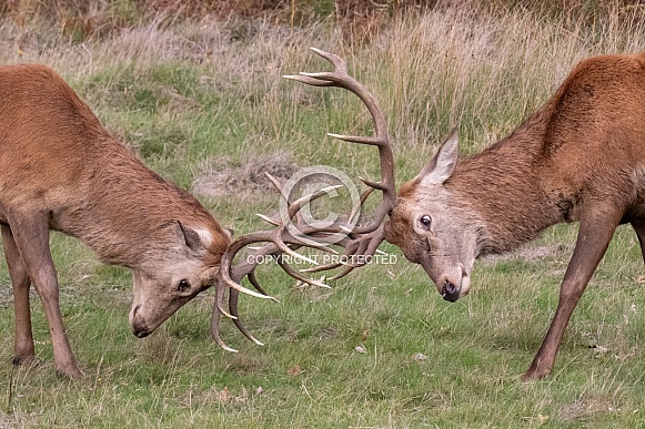Red deer