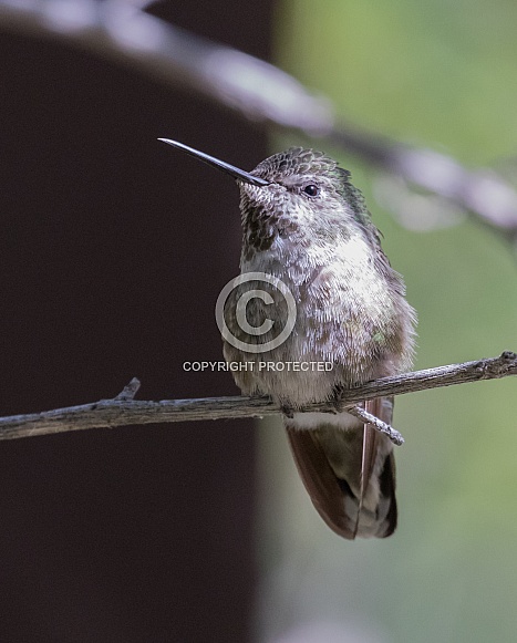 Female Black-chinned Hummingbird Female Black-chinned Hummingbird