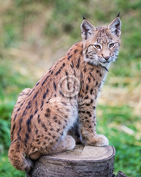 lynx cub on log