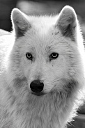 Wolf Dog