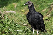 Black Vulture Standing In Grass