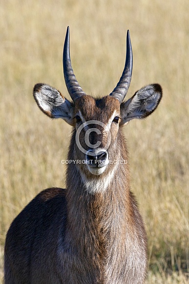 Waterbuck - Okavango Delta - Botswana Waterbuck - Okavango Delta - Botswana