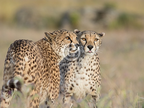 Cheetahs