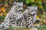 Two young snow leopards