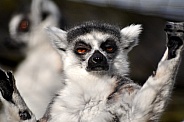 Ring-tailed lemur (Lemur catta)