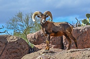 Big Horn Sheep Ram