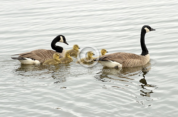 Canadian Geese - Canada Geese