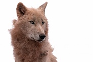 Arctic Wolf Close Up