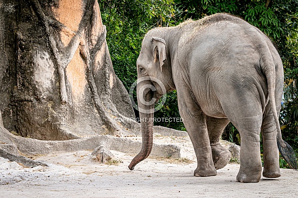 Asian Elephant Asian Elephant