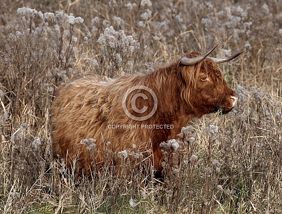 HIghland Cattle
