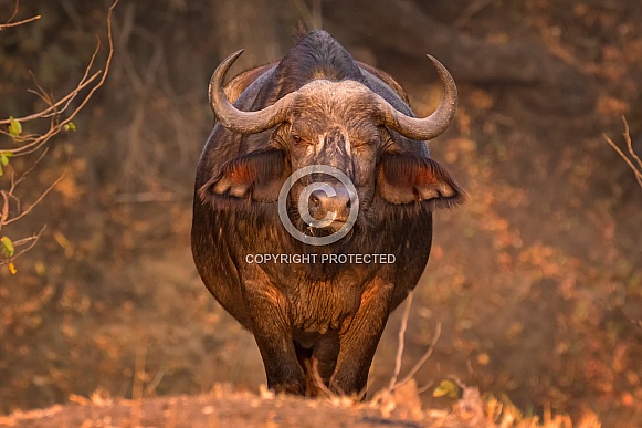 Cape Buffalo Cape Buffalo