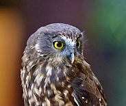 Morepork Owl