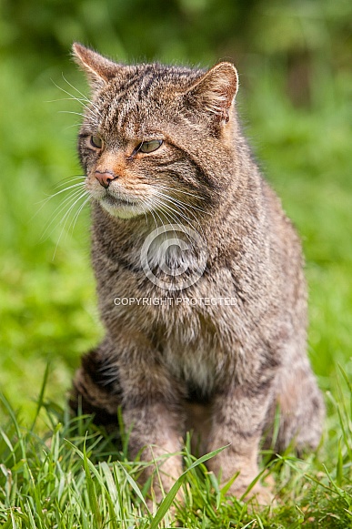 Scottish Wild Cat staring