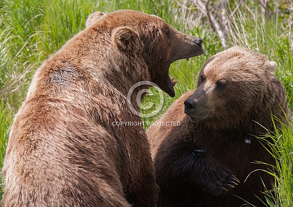 Wild Alaskan Brown Bear