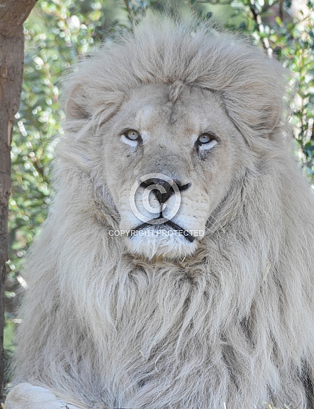 African White Lion