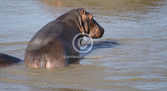 Hippo Hippo