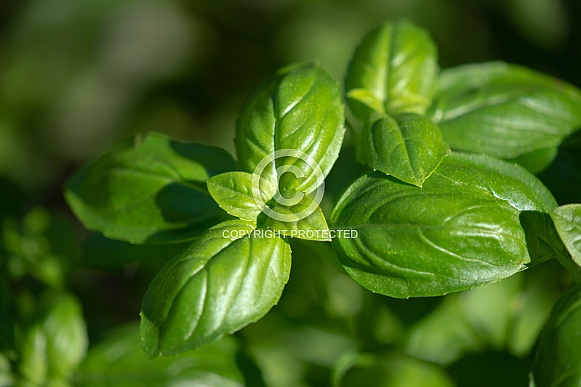Basil (Ocimum basilicum) in the garden