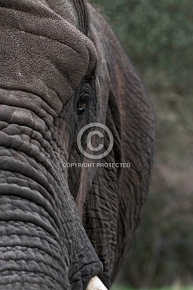 Close Up Half Face Shot Of African Elephant