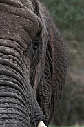 Close Up Half Face Shot Of African Elephant