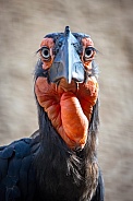Southern ground hornbill (Bucorvus leadbeateri)