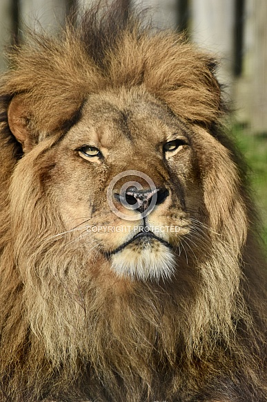 African Lion