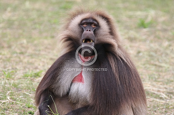 gelada gelada