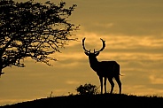 Fallow Deer