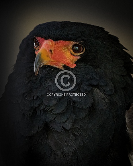 Bateleur Eagle