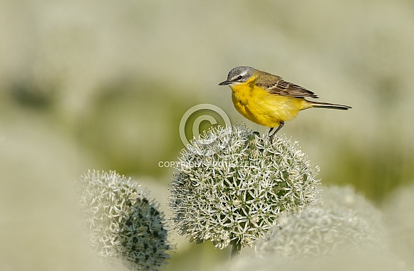 Yellow Wagtail bird Yellow Wagtail bird