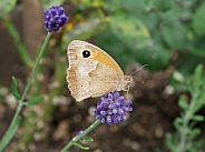 Brown butterfly, side view