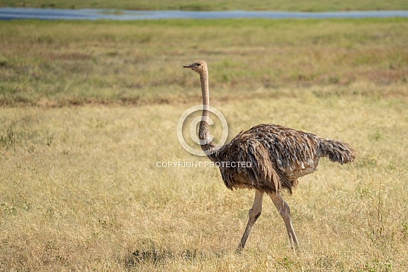 Female ostrich in a field