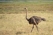 Female ostrich in a field