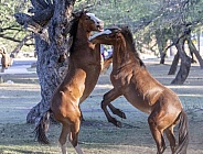 Young wild horses sparing