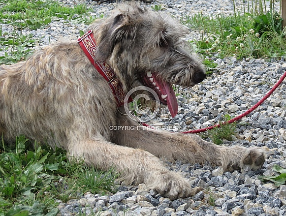 Irish Wolfhound pup Irish Wolfhound pup