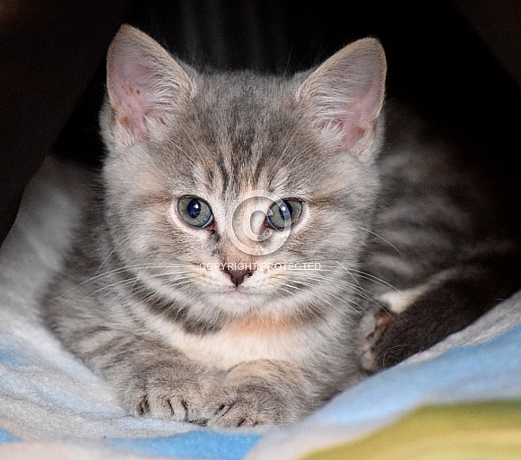 Grey Tabby Kitten Grey Tabby Kitten